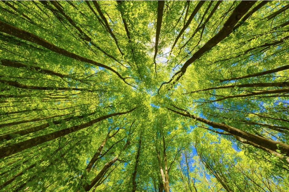 Sustainability green tree tops